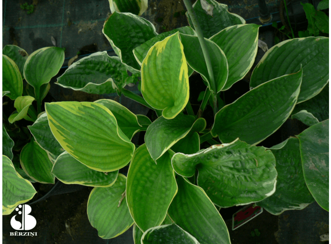 Hosta   'Christmas Tree'
